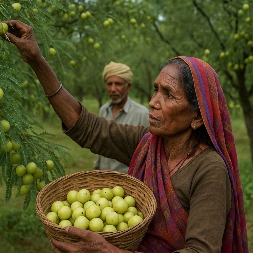 Amla Sourcing ACTIZEET